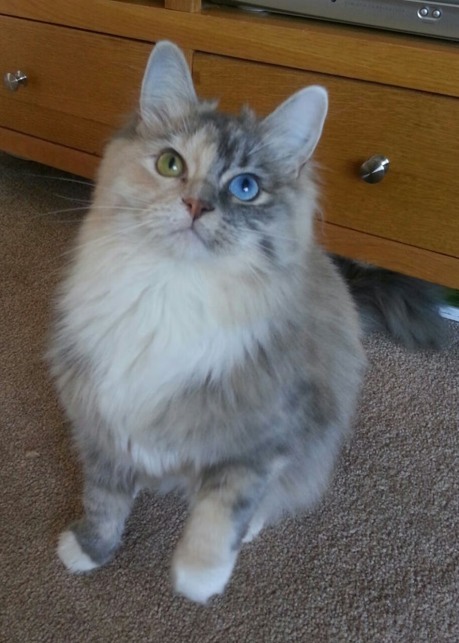 《电竞赛事志愿者:成为比赛背后的英雄》,电竞比赛内容是什么