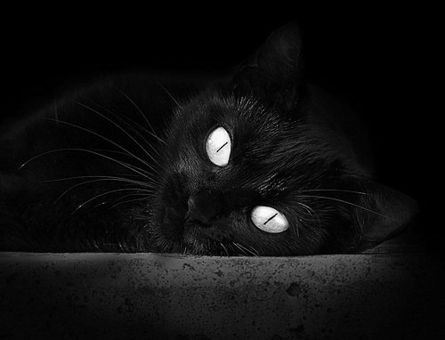 【冠军故事】夺冠球队背后的荣耀与努力,夺得总冠军的球队